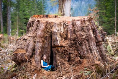 klanawa-valley-record-size-cedar-stump
